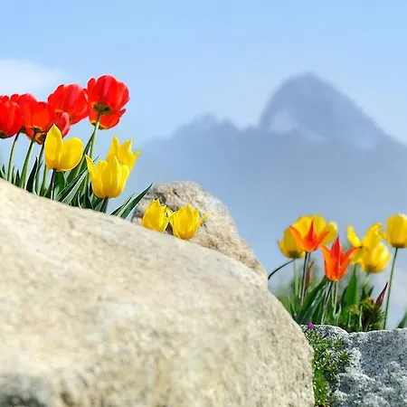 Apartment Panoramic Mountain *